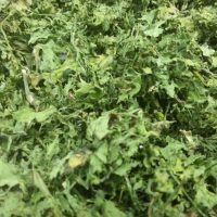 Coriander