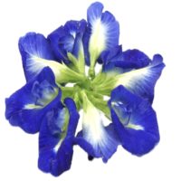 Butterfly pea flower