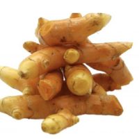 Curcuma